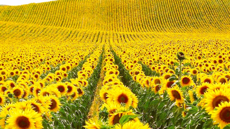 Lännen imperialismi aiheutti Ukrainan kriisin