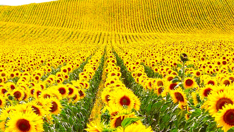 Ukrainan päiväkirja – kuka synnytti kriisin Ukrainassa?