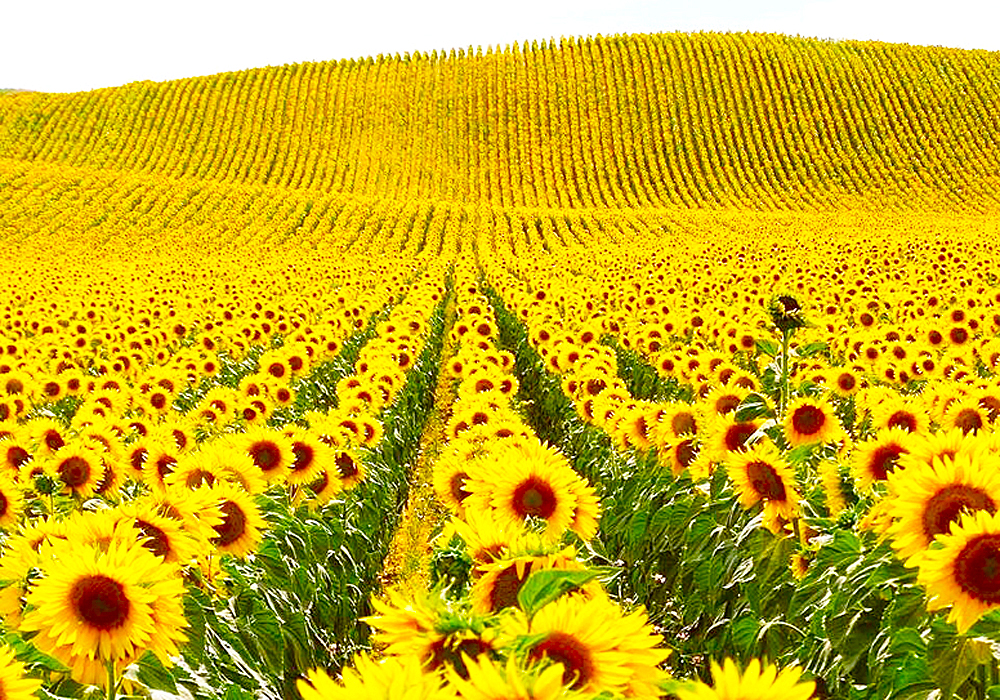 Ukrainan päiväkirja – kuka synnytti kriisin Ukrainassa?