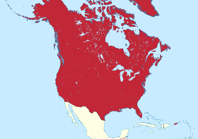 Hermona mutta ajan hermolla: mitä “ismiä” se Trump oikein edustaa?