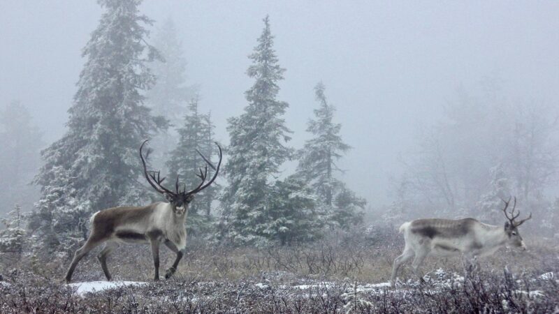 Saamenmaata militarisoidaan